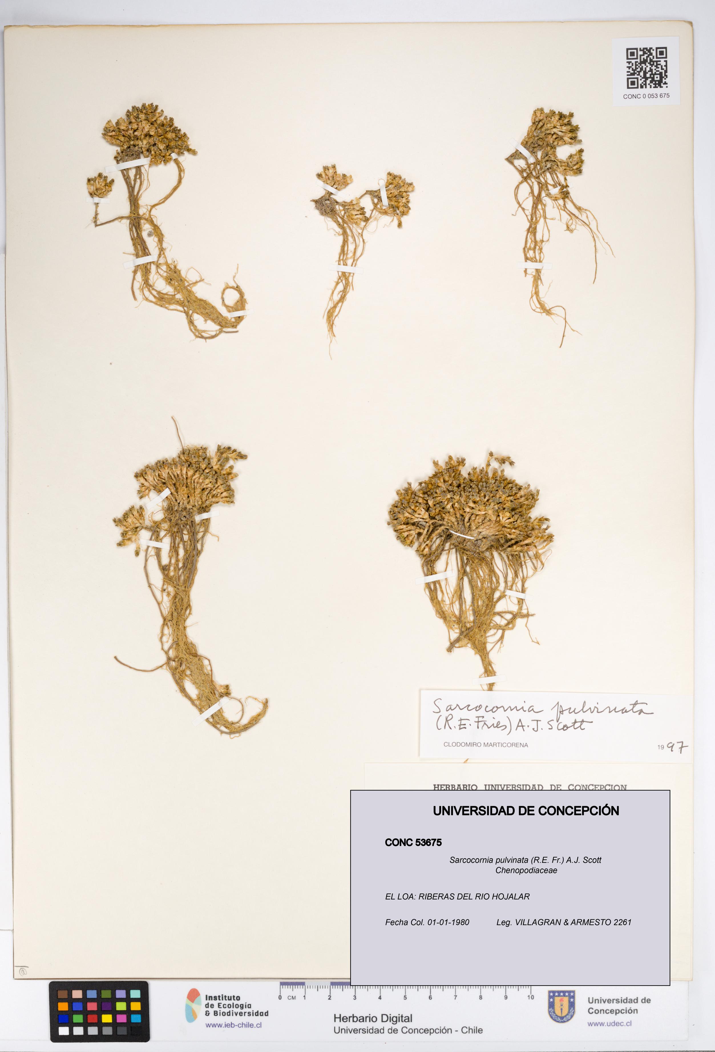 Sarcocornia pulvinata [Espécimen: UDEC:CONC:0053675]
