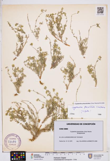 Cryptantha phaceloides [Espécimen: ]
