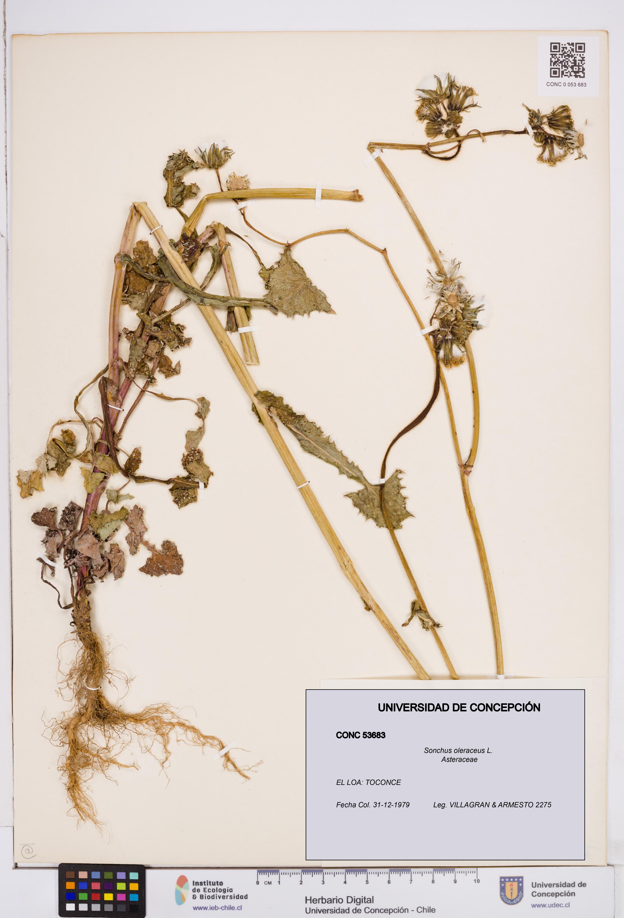Sonchus oleraceus [Espécimen: ]