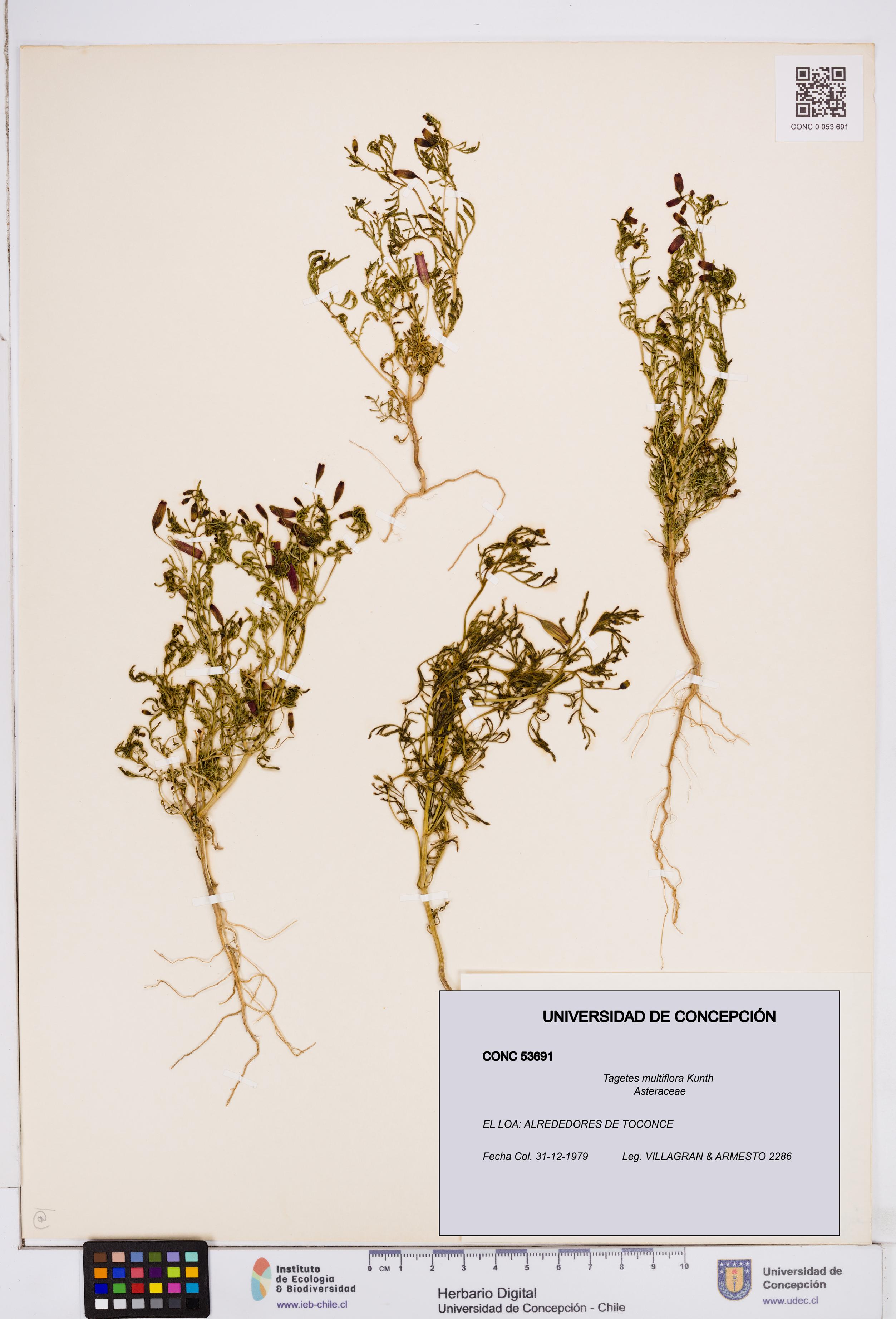 Tagetes multiflora [Espécimen: ]