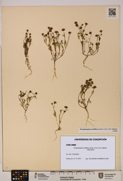 Picradeniopsis multiflora [Espécimen: ]
