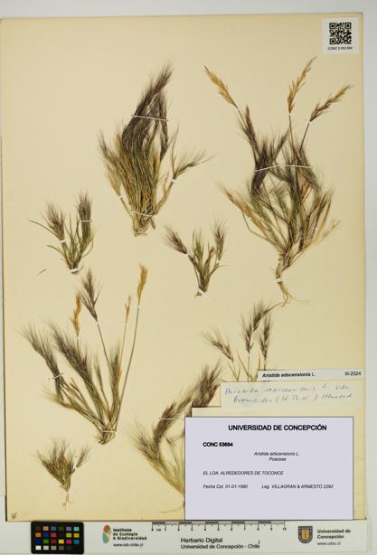 Aristida adscensionis [Espécimen: UDEC:CONC:0053694]