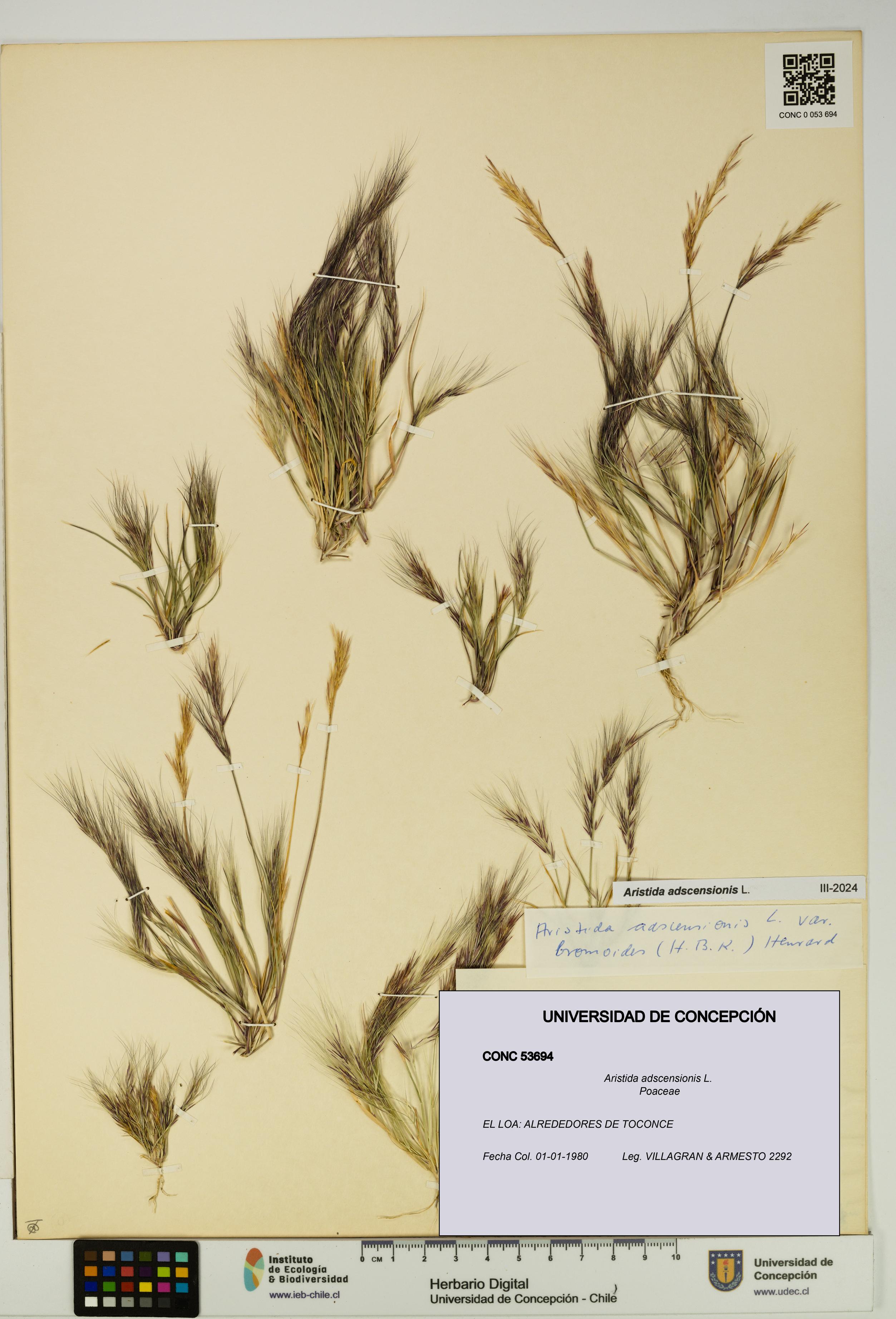 Aristida adscensionis [Espécimen: UDEC:CONC:0053694]