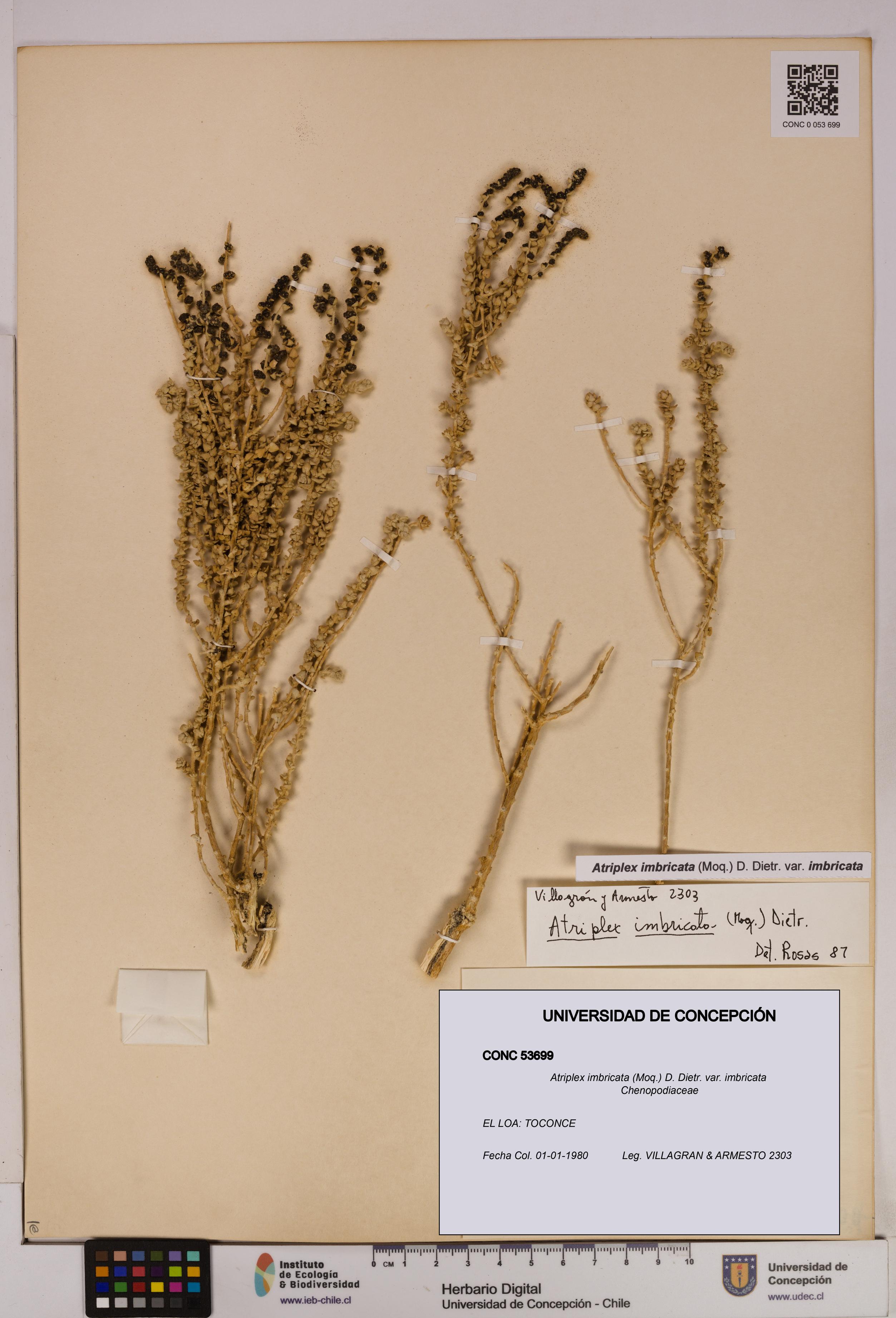 Atriplex imbricata [Espécimen: UDEC:CONC:0053699]