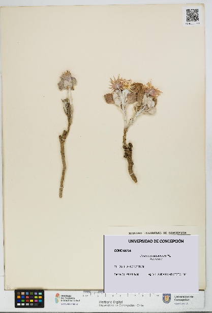Urmenetea atacamensis [Espécimen: UDEC:CONC:0053704]