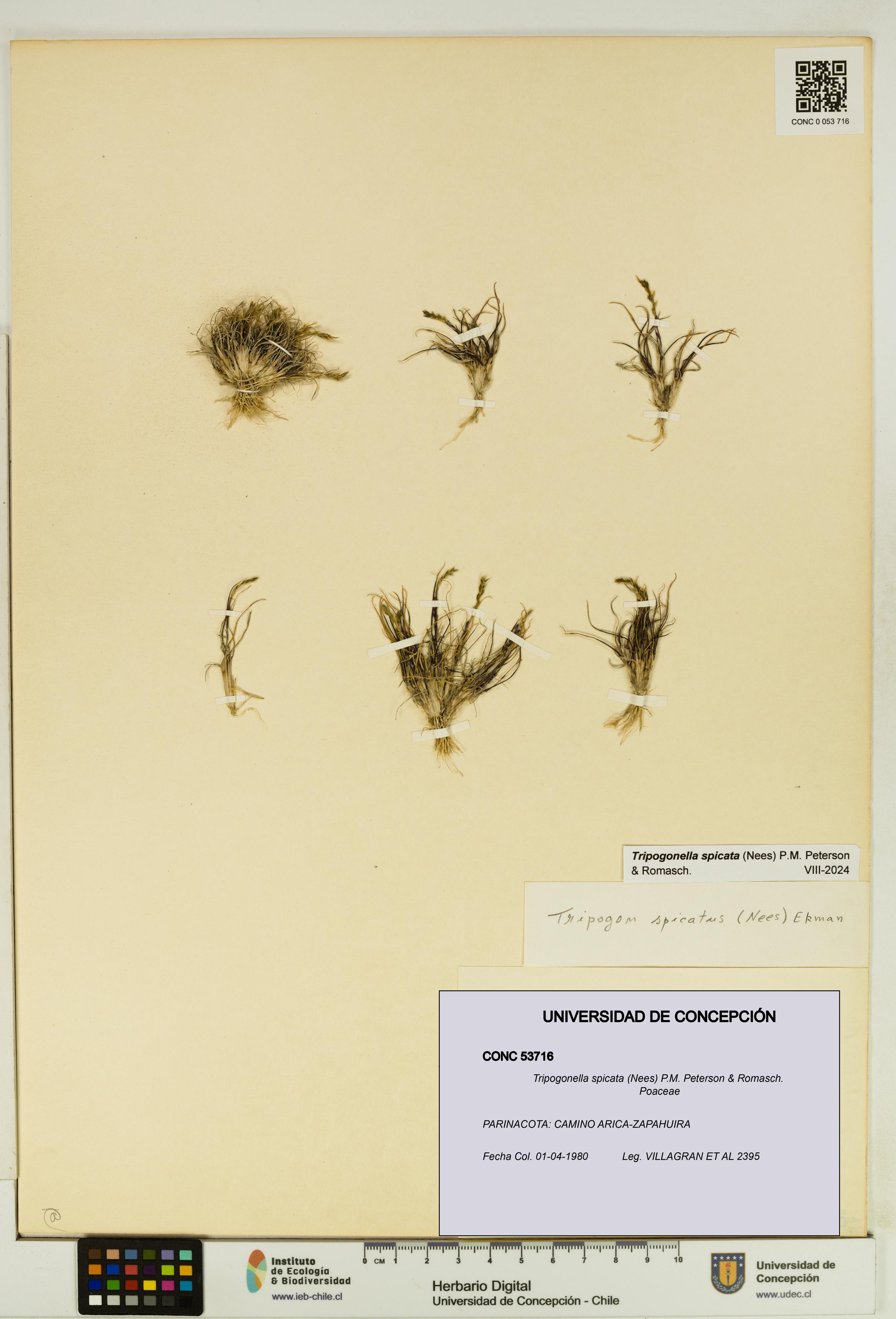 Tripogonella spicata [Espécimen: UDEC:CONC:0053716]
