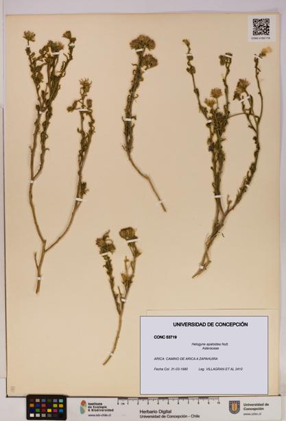 Helogyne apaloidea [Espécimen: UDEC:CONC:0053719]