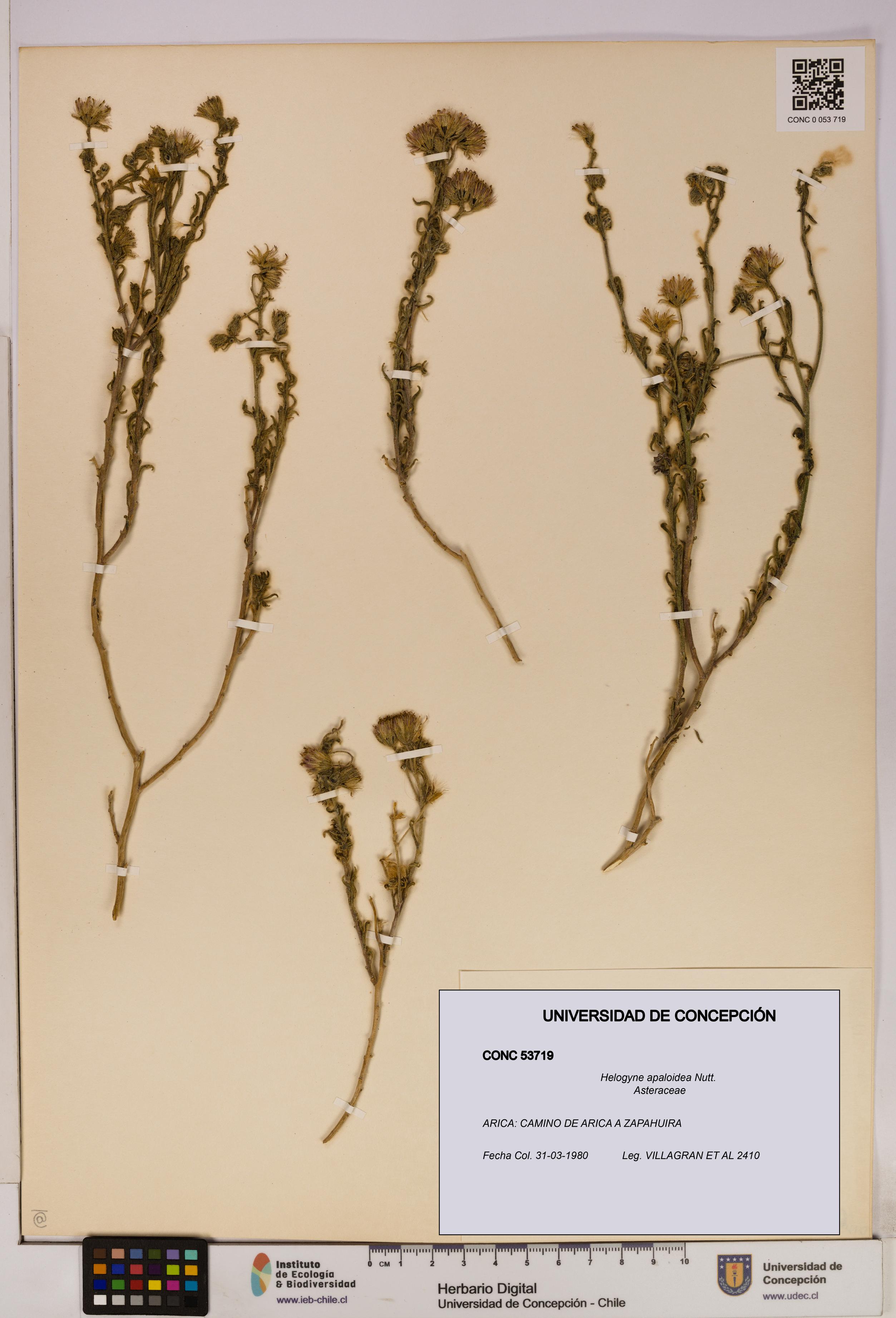 Helogyne apaloidea [Espécimen: UDEC:CONC:0053719]