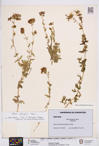 Stevia philippiana [Espécimen: ]