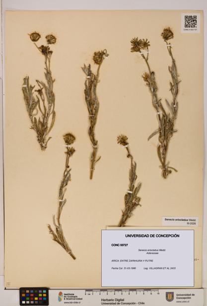 Senecio eriocladus [Espécimen: UDEC:CONC:0053727]