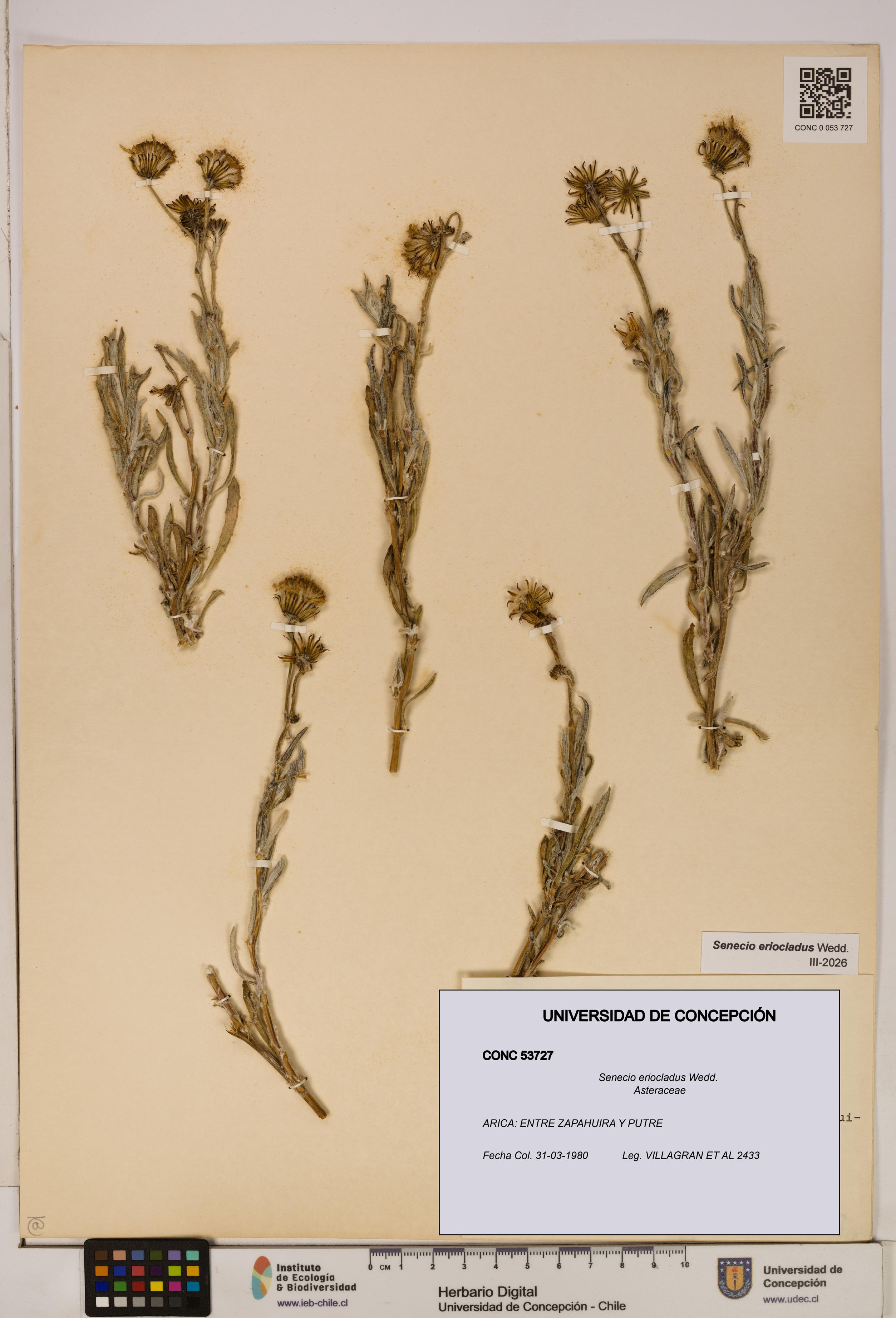 Senecio eriocladus [Espécimen: UDEC:CONC:0053727]