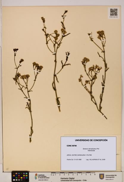 Senecio ctenophyllus [Espécimen: UDEC:CONC:0053730]