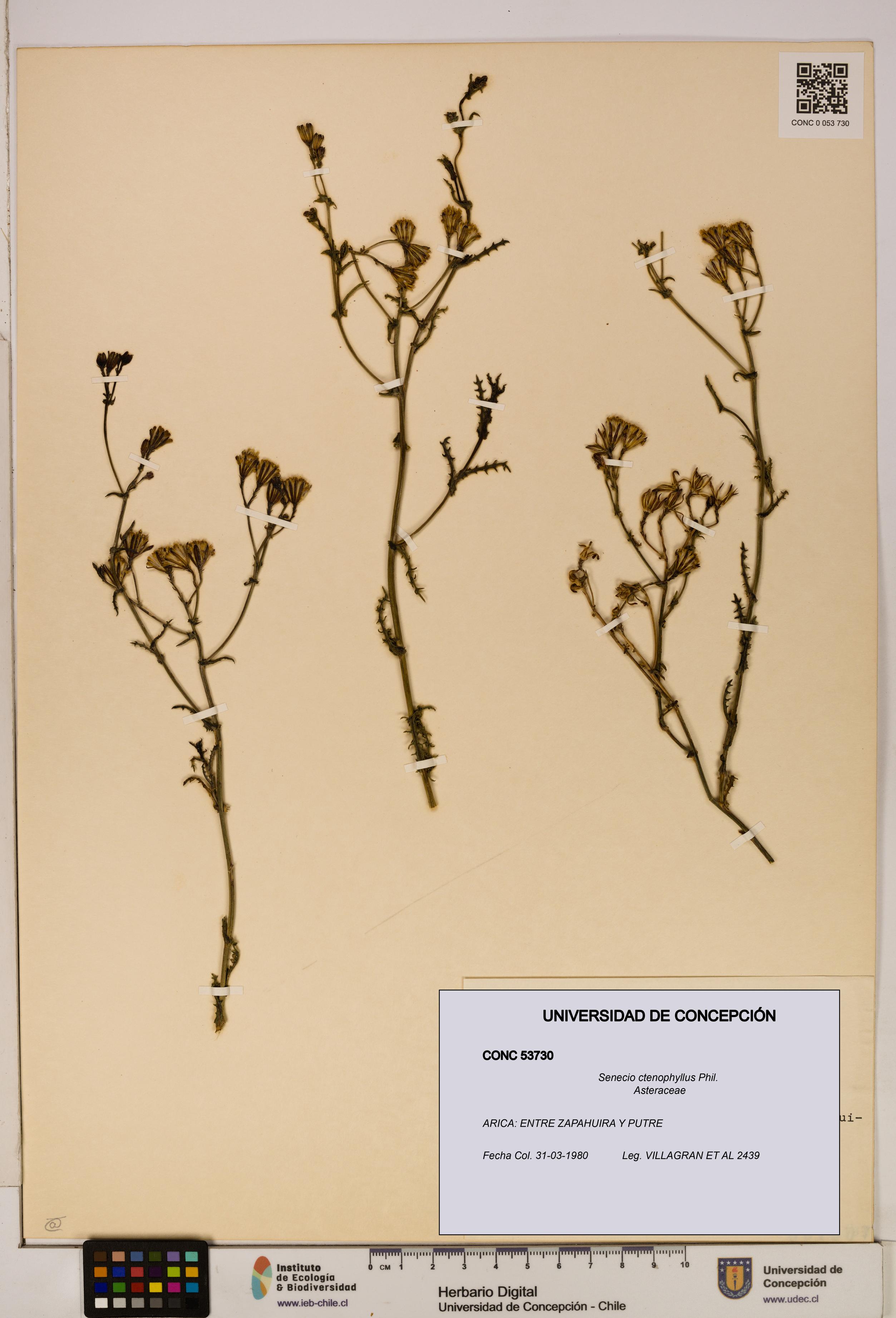 Senecio ctenophyllus [Espécimen: UDEC:CONC:0053730]