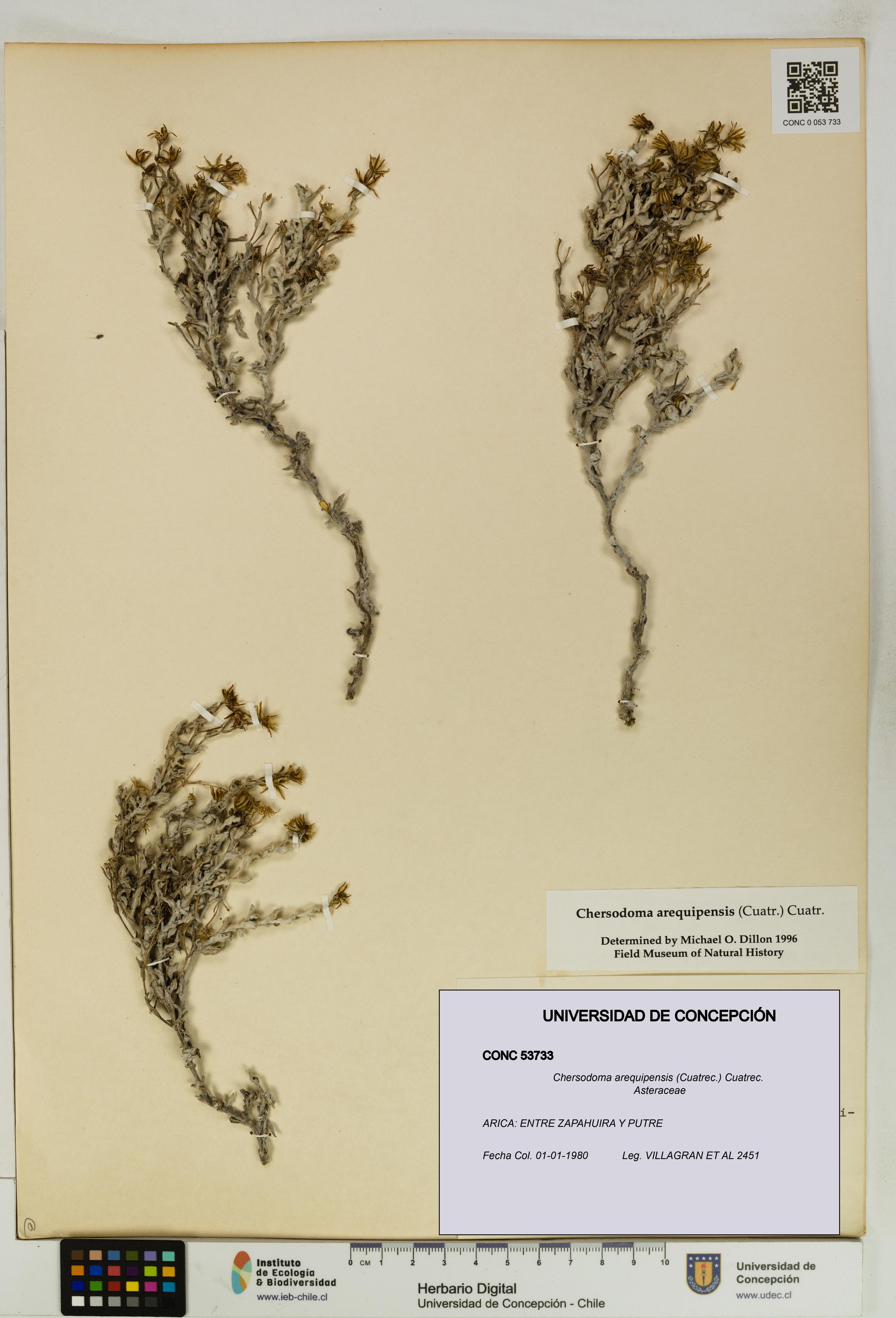 Chersodoma arequipensis [Espécimen: UDEC:CONC:0053733]