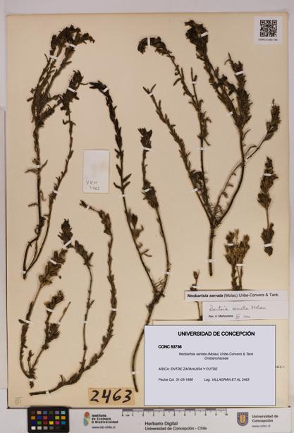 Neobartsia serrata [Espécimen: UDEC:CONC:0053736]