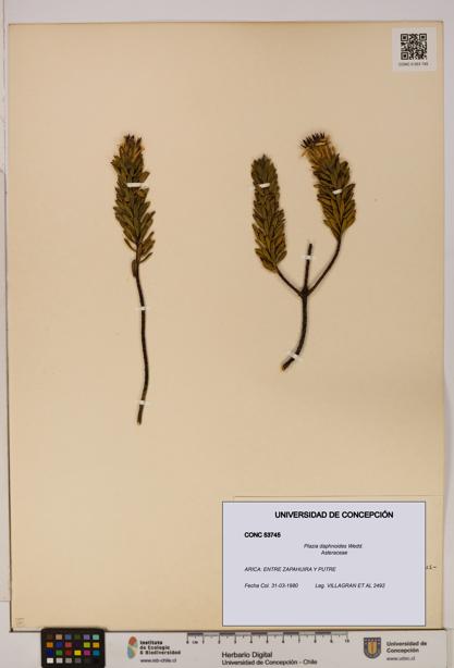 Plazia daphnoides [Espécimen: UDEC:CONC:0053745]