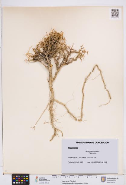 Senecio spinosus [Espécimen: ]