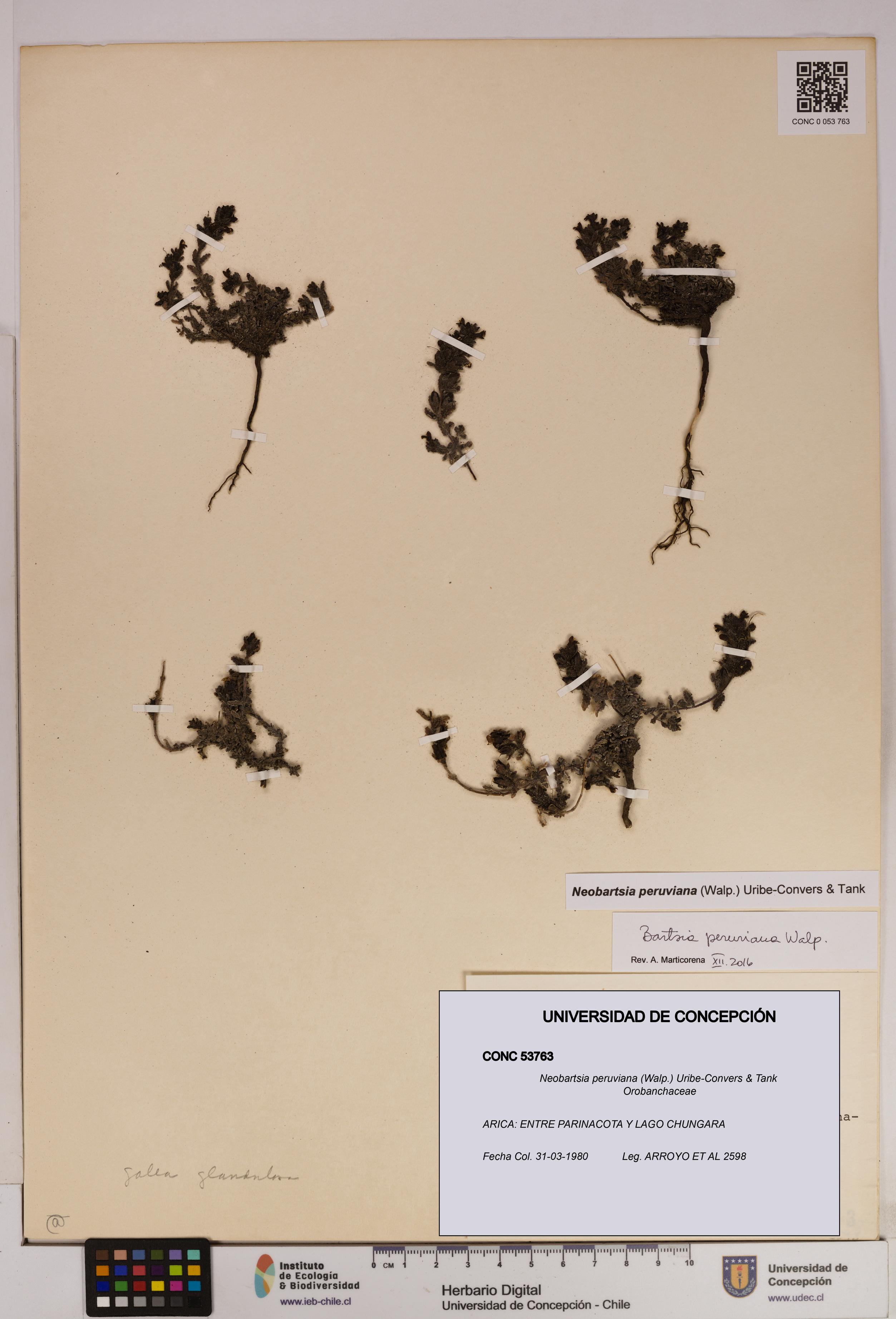 Neobartsia peruviana [Espécimen: UDEC:CONC:0053763]