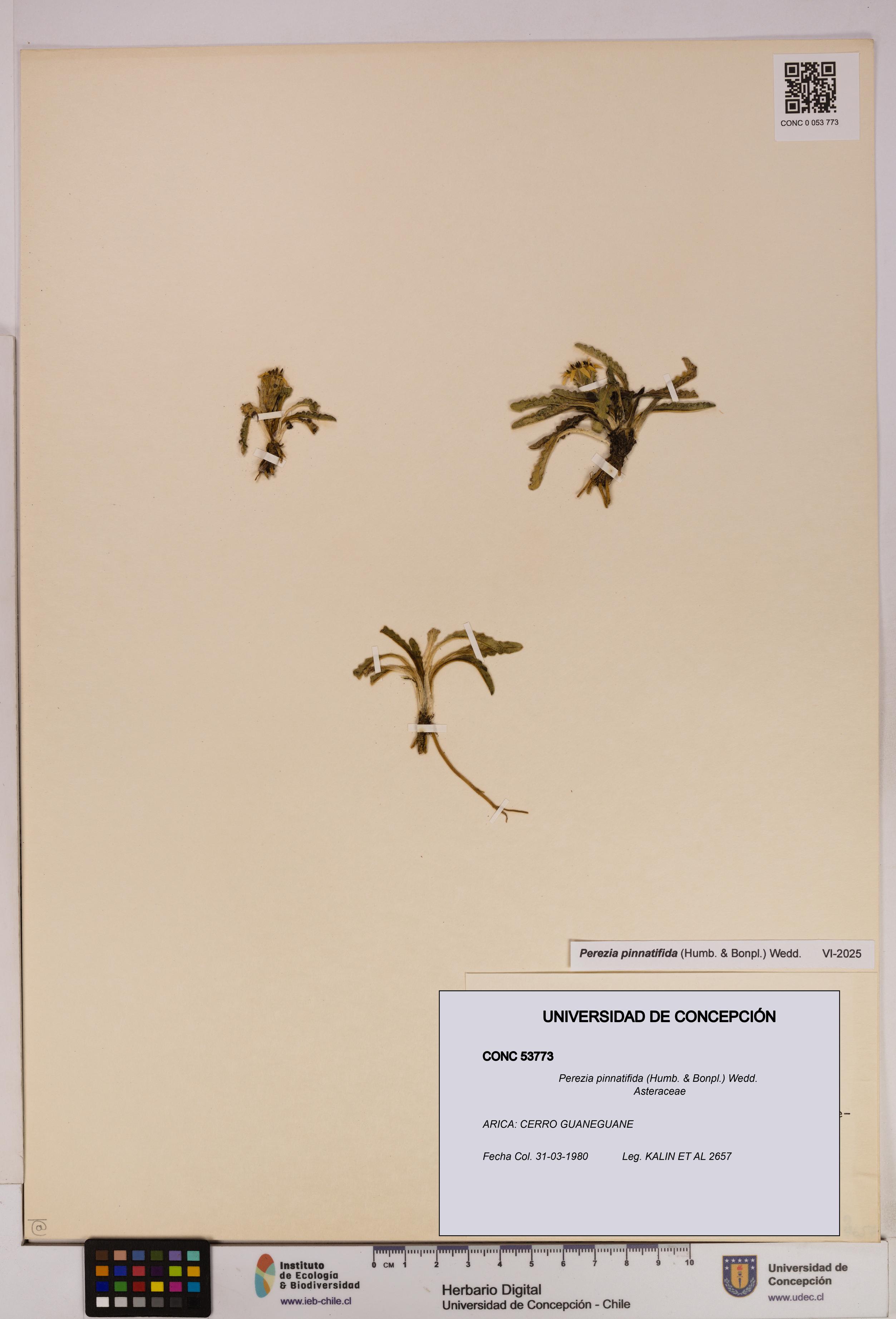 Perezia pinnatifida [Espécimen: UDEC:CONC:0053773]