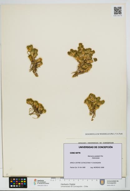 Werneria weddellii [Espécimen: UDEC:CONC:0053778]