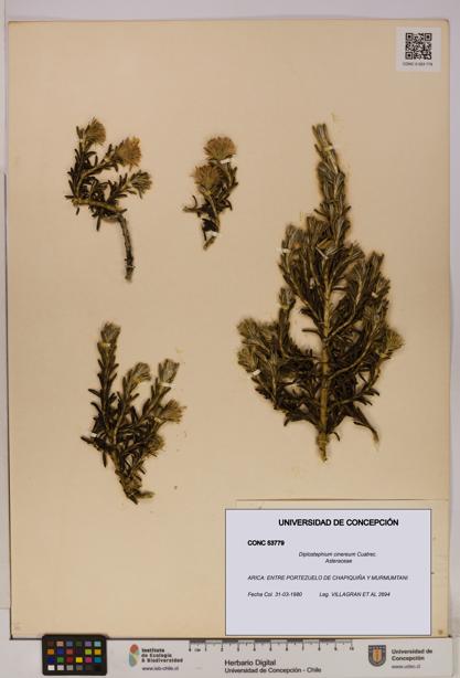 Diplostephium cinereum [Espécimen: UDEC:CONC:0053779]