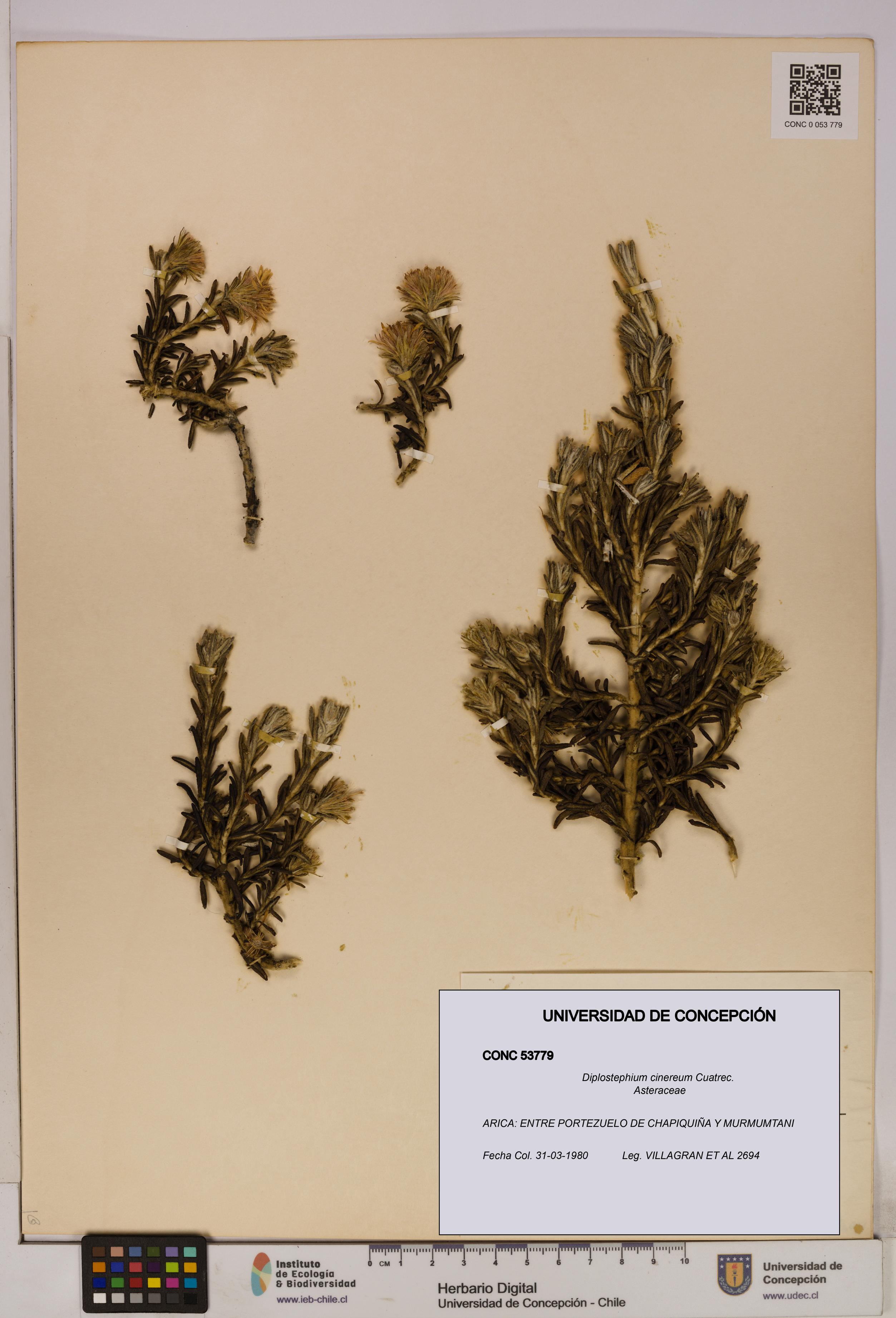 Diplostephium cinereum [Espécimen: UDEC:CONC:0053779]