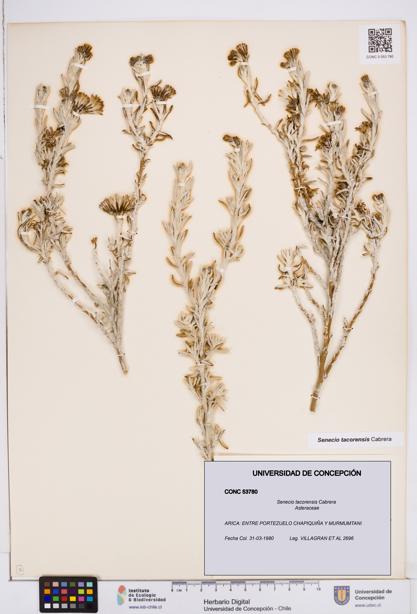 Senecio tacorensis [Espécimen: ]
