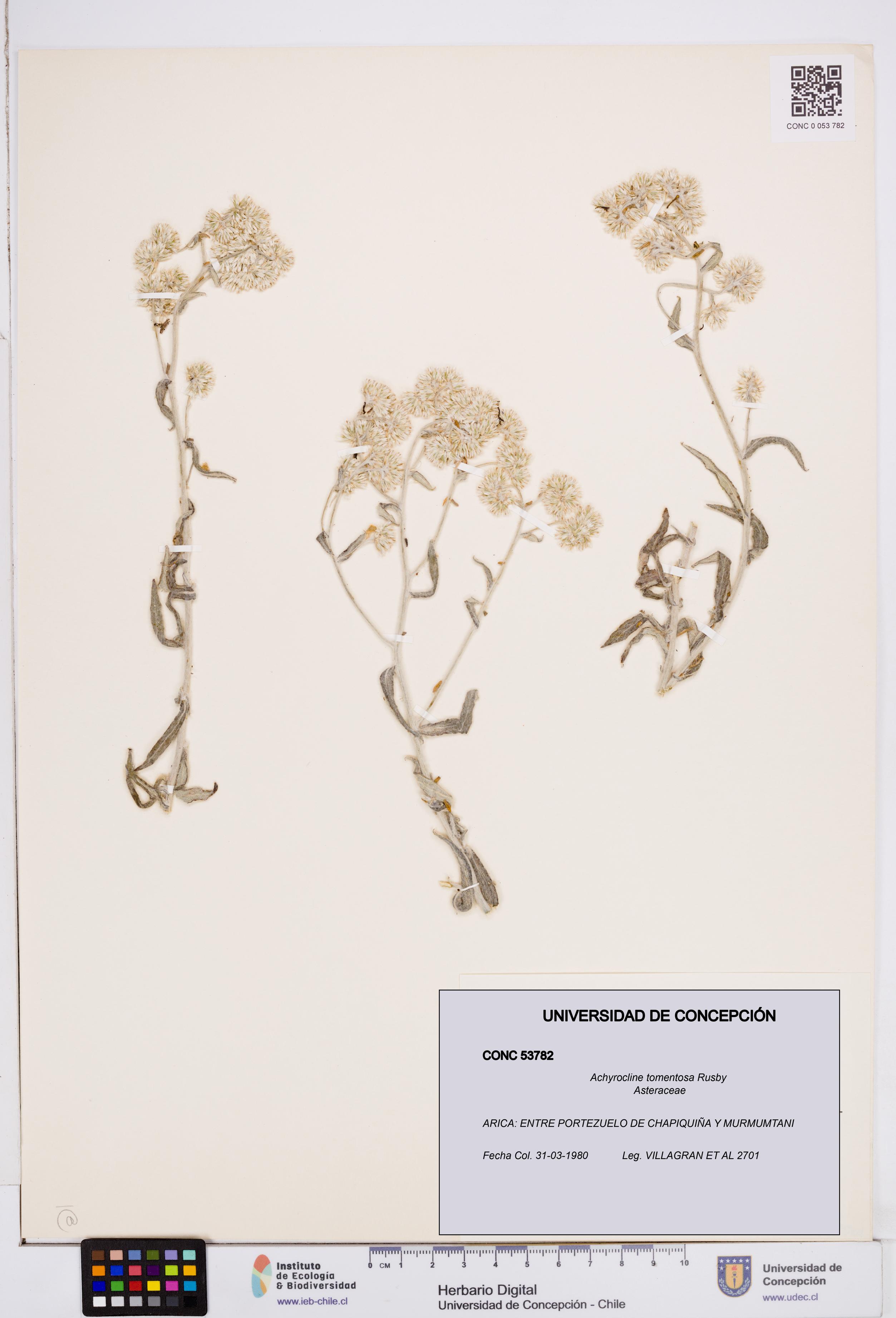 Achyrocline tomentosa [Espécimen: ]