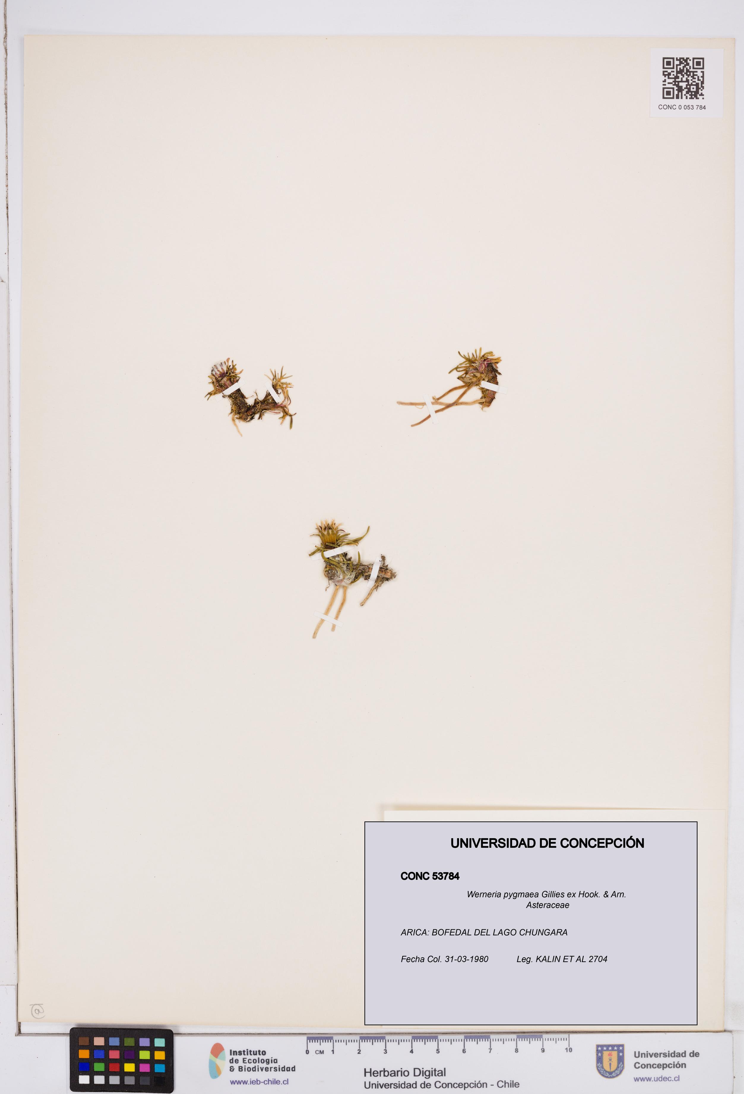 Werneria pygmaea [Espécimen: ]