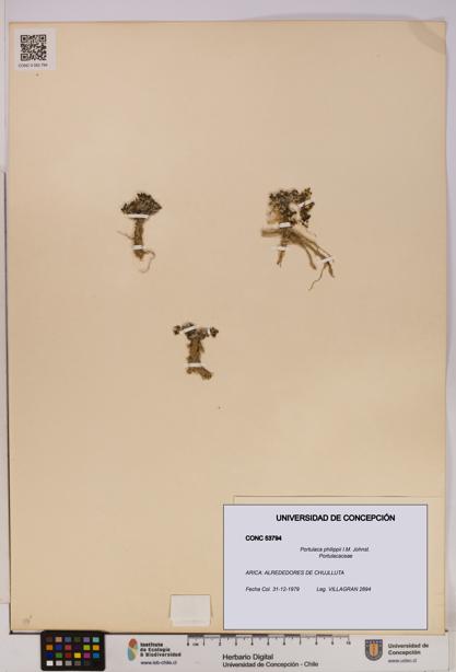Portulaca philippii [Espécimen: UDEC:CONC:0053794]