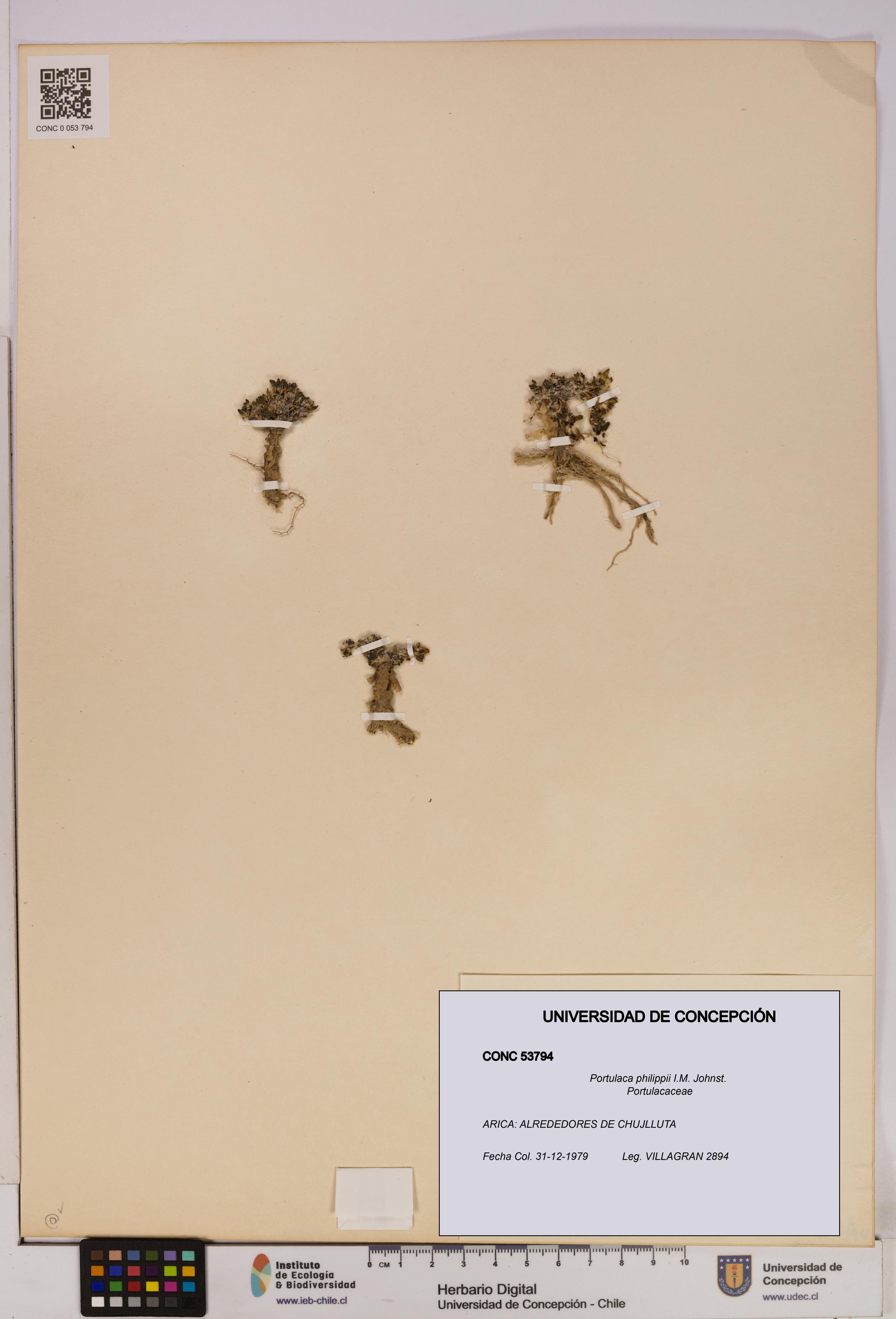 Portulaca philippii [Espécimen: UDEC:CONC:0053794]