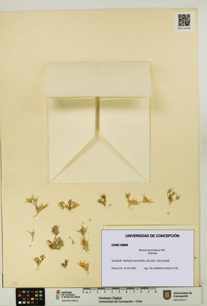 Munroa decumbens [Espécimen: UDEC:CONC:0053805]