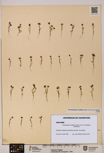 Picradeniopsis multiflora [Espécimen: ]