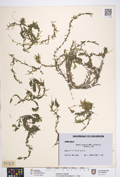 Elodea potamogeton [Espécimen: UDEC:CONC:0053809]