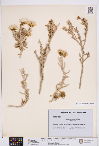 Senecio tacorensis [Espécimen: ]