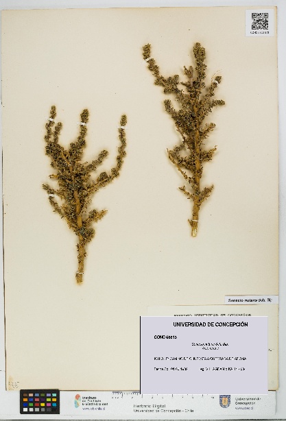 Senecio nutans [Espécimen: UDEC:CONC:0053813]