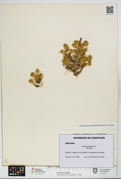 Werneria weddellii [Espécimen: UDEC:CONC:0053814]