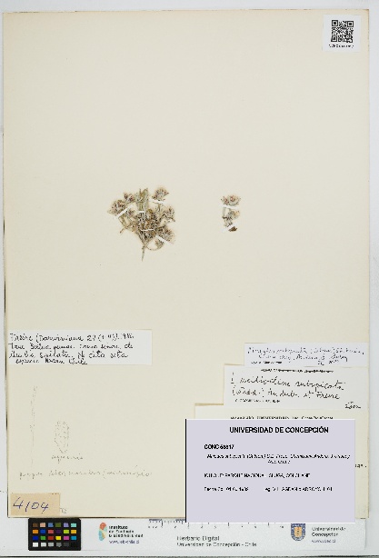 Mniodes subspicata [Espécimen: UDEC:CONC:0053817]