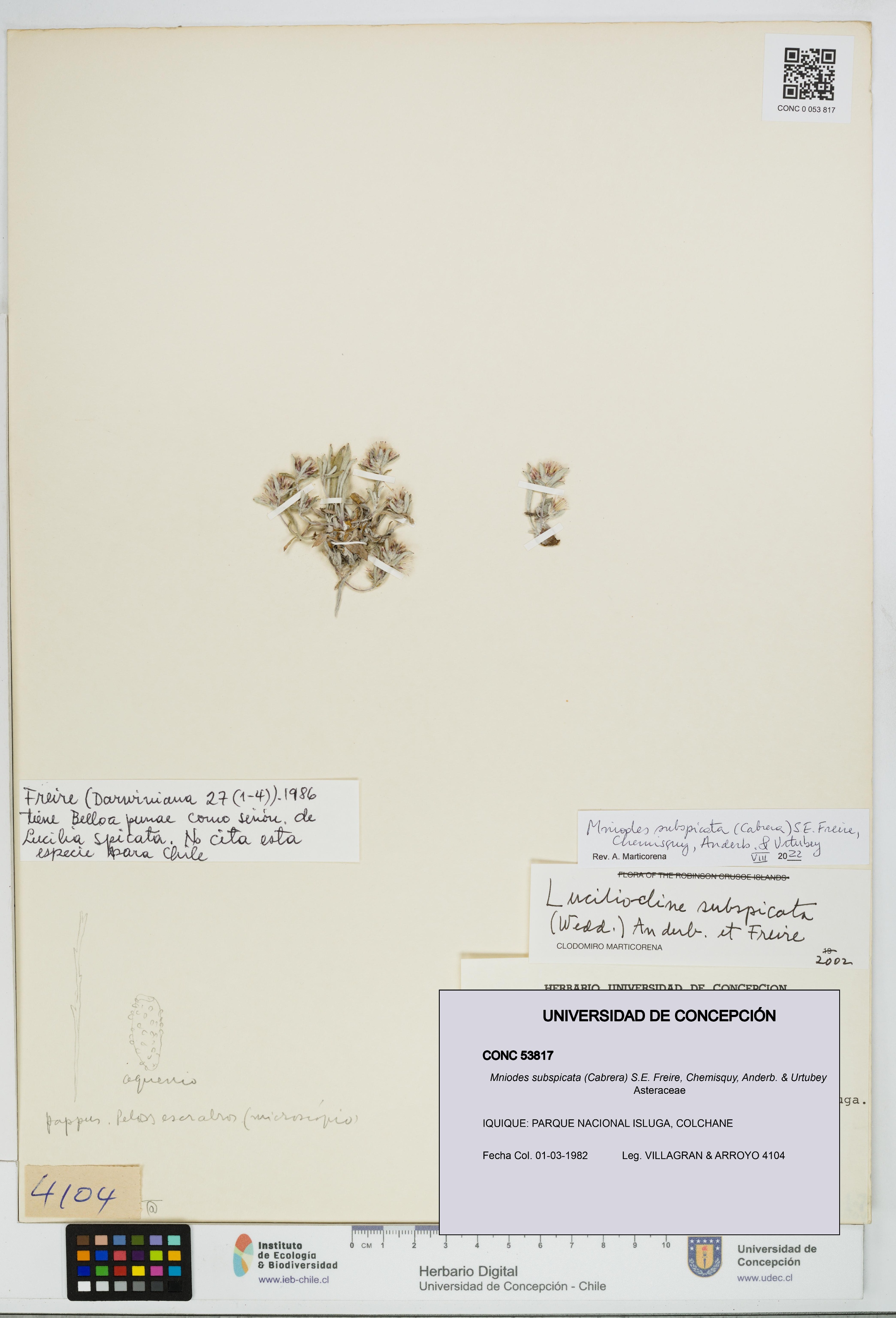 Mniodes subspicata [Espécimen: UDEC:CONC:0053817]