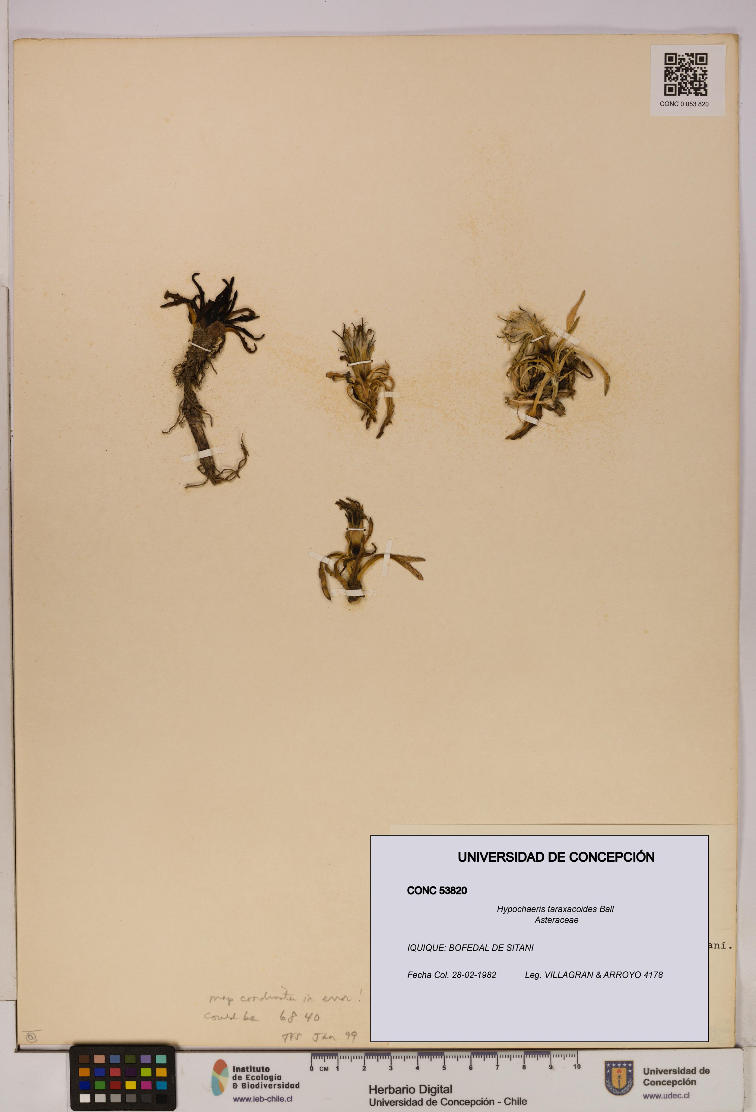 Hypochaeris taraxacoides [Espécimen: UDEC:CONC:0053820]