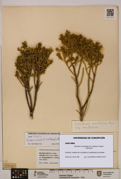 Baccharis chrysophylla [Espécimen: UDEC:CONC:0053823]