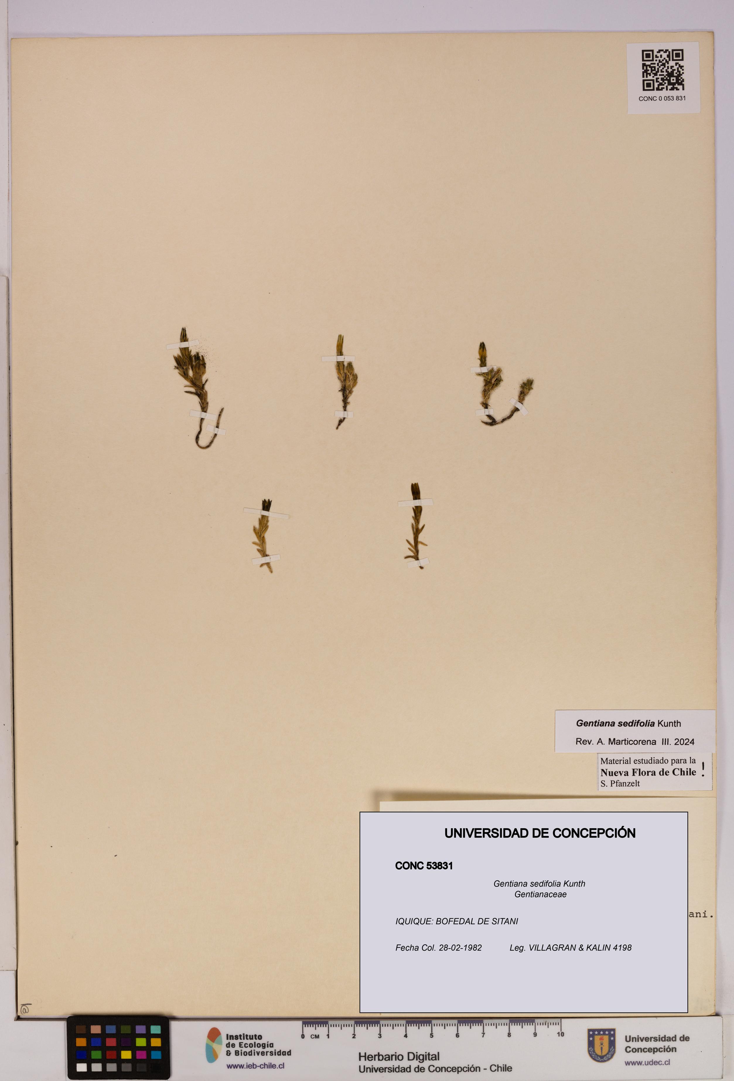 Gentiana sedifolia [Espécimen: UDEC:CONC:0053831]