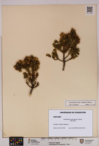 Parastrephia lucida [Espécimen: UDEC:CONC:0053847]