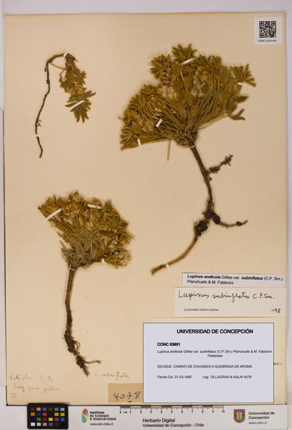 Lupinus andicola [Espécimen: UDEC:CONC:0053851]