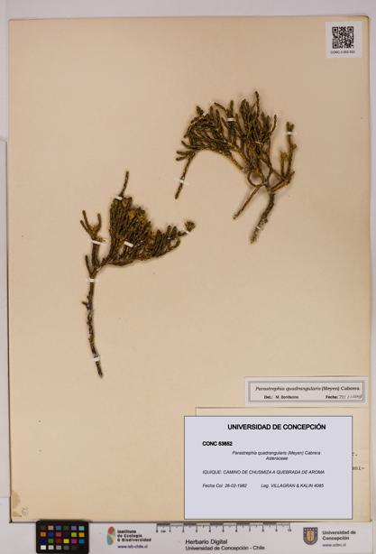 Parastrephia quadrangularis [Espécimen: UDEC:CONC:0053852]