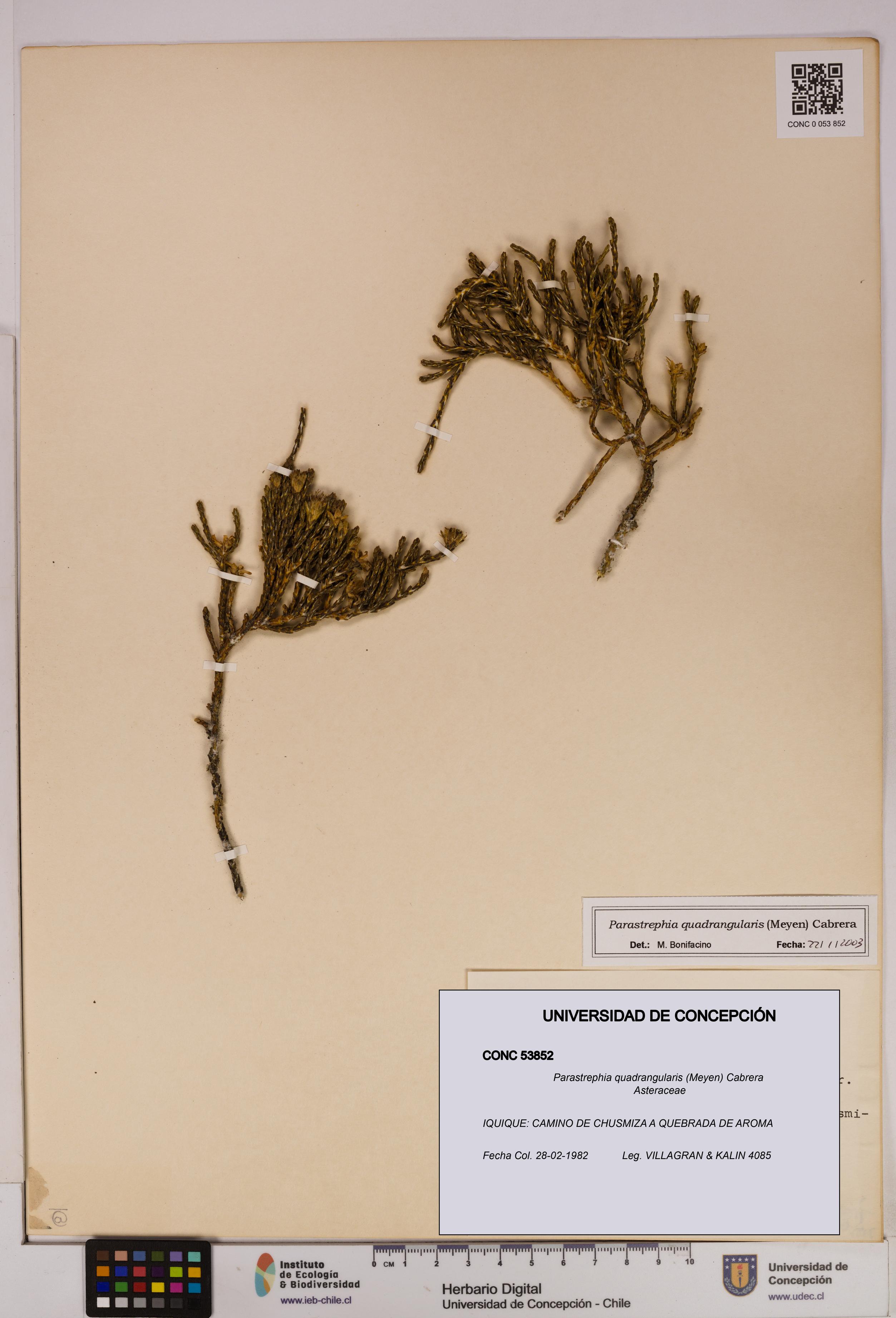 Parastrephia quadrangularis [Espécimen: UDEC:CONC:0053852]