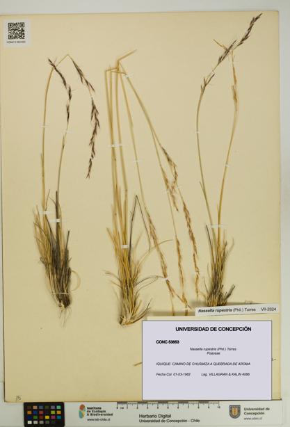 Nassella rupestris [Espécimen: UDEC:CONC:0053853]