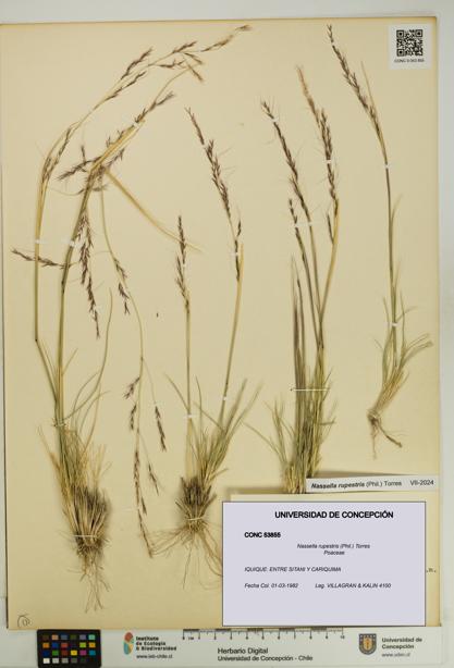 Nassella rupestris [Espécimen: UDEC:CONC:0053855]