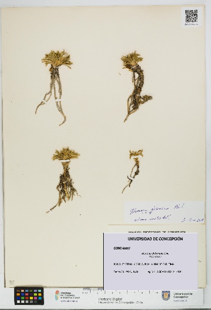 Werneria glaberrima [Espécimen: UDEC:CONC:0053867]