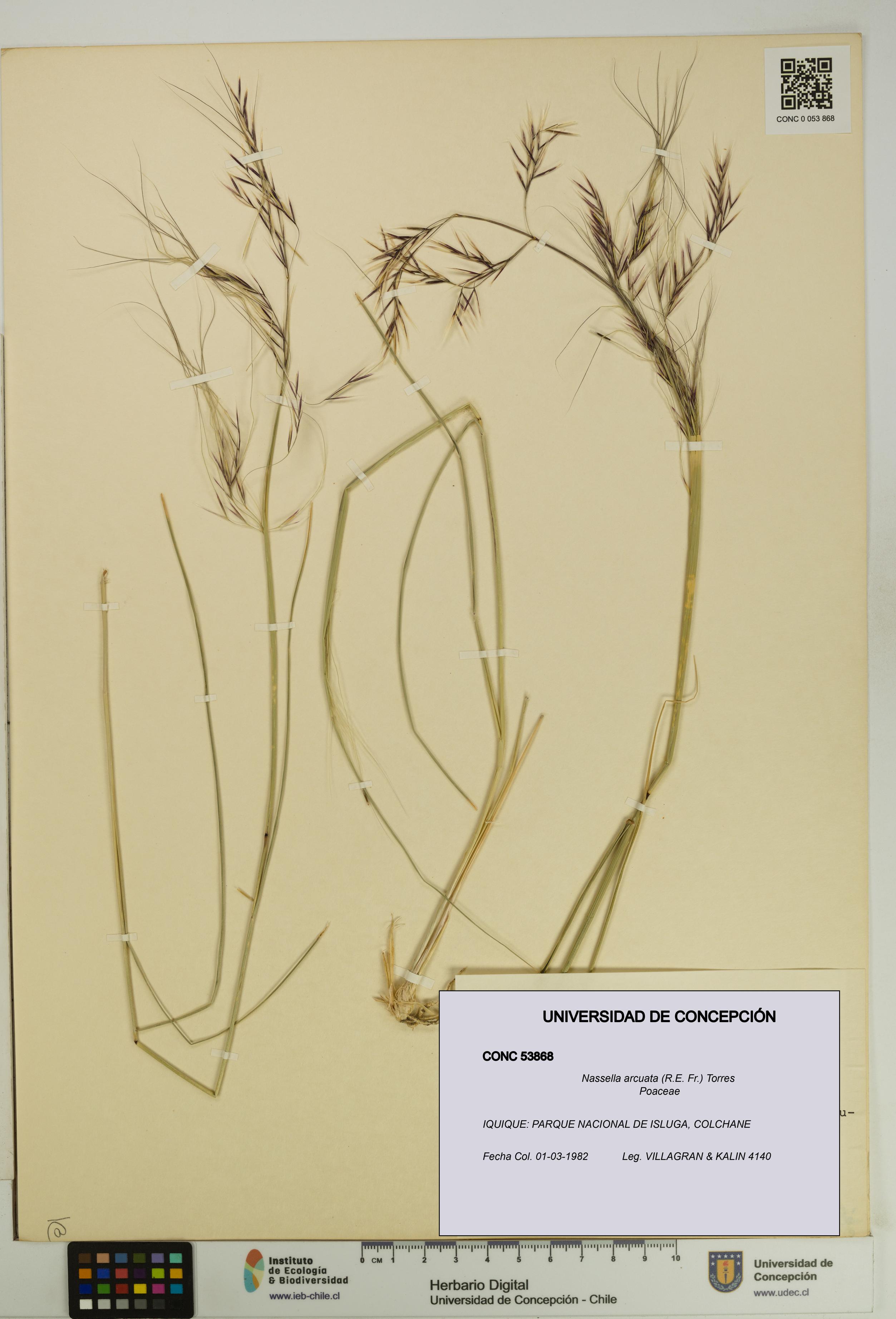 Nassella arcuata [Espécimen: UDEC:CONC:0053868]